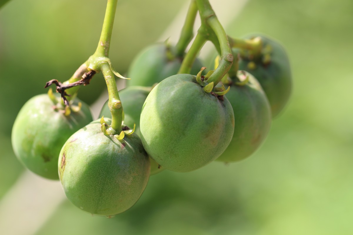 Jatropha curcas L.